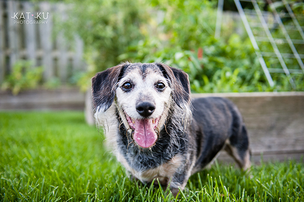 kat-ku-photography-detroit-michigan-dog-photos_23