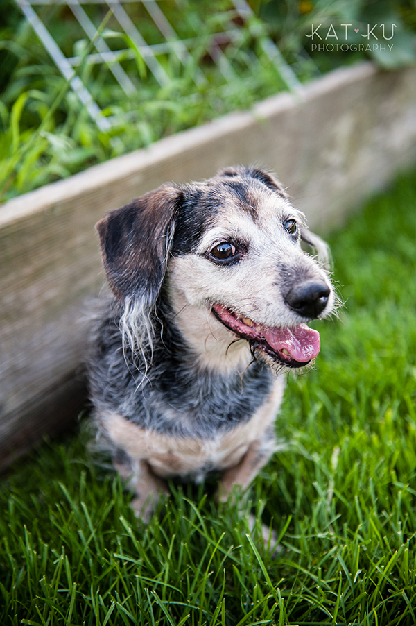 kat-ku-photography-detroit-michigan-dog-photos_24