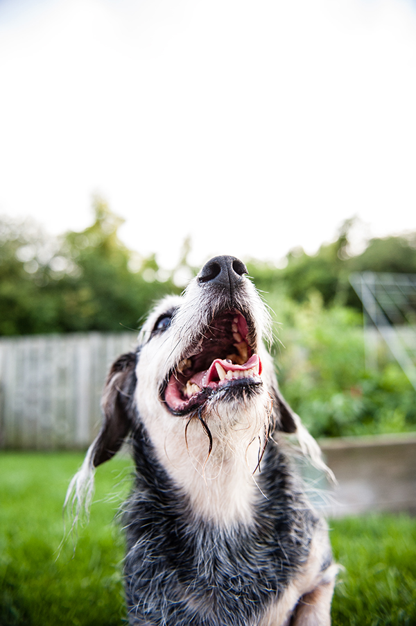 kat-ku-photography-detroit-michigan-dog-photos_25