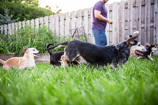 kat-ku-photography-detroit-michigan-dog-photos_26