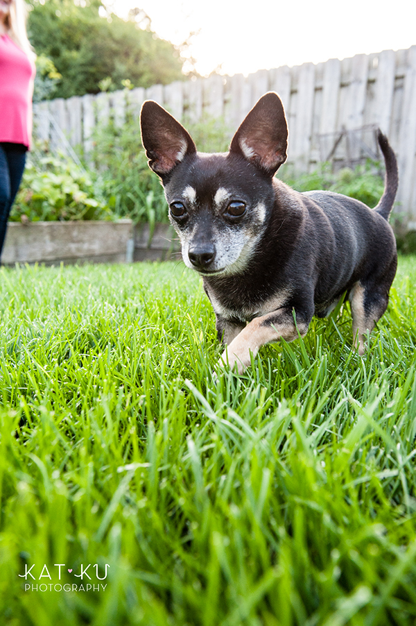kat-ku-photography-detroit-michigan-dog-photos_28