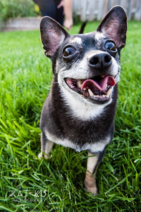 kat-ku-photography-detroit-michigan-dog-photos_30