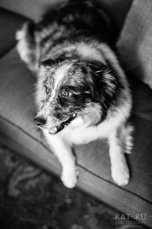 kat-ku-sara-australian-shepherd_01