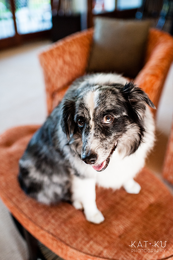 kat-ku-sara-australian-shepherd_06