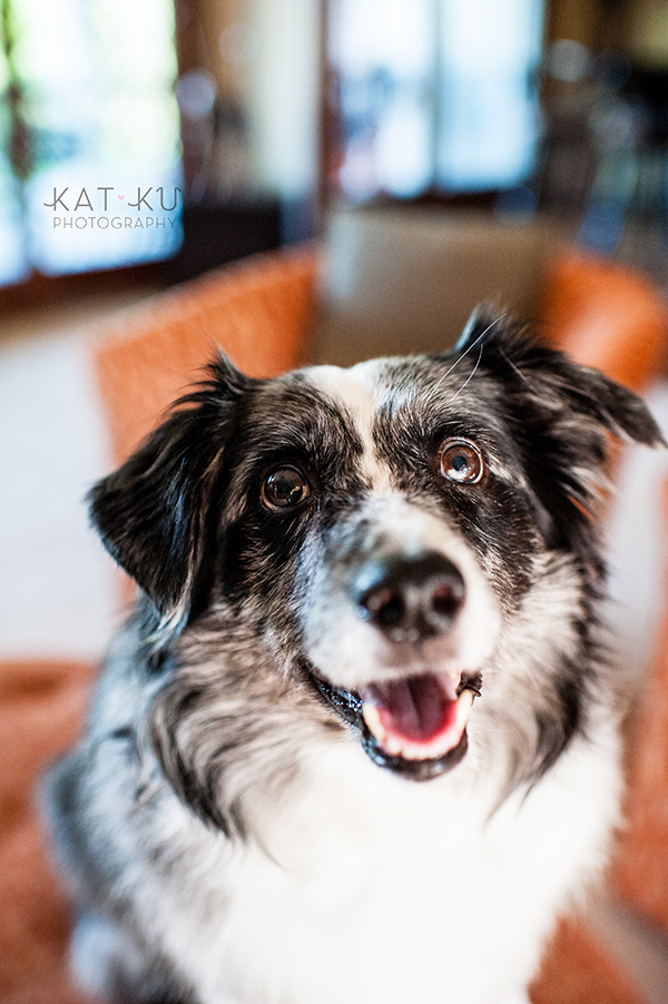 kat-ku-sara-australian-shepherd_07