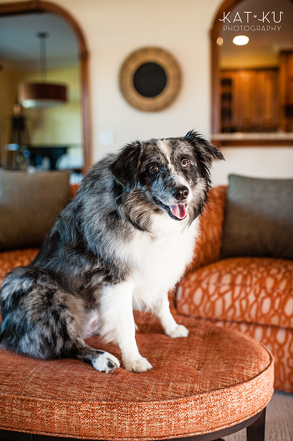 kat-ku-sara-australian-shepherd_08