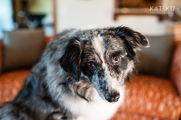 kat-ku-sara-australian-shepherd_09