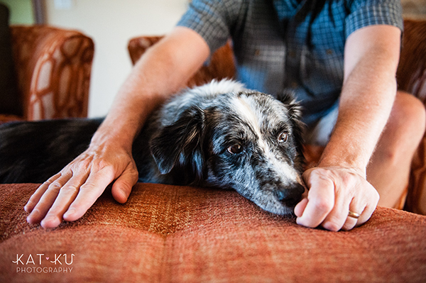 kat-ku-sara-australian-shepherd_10