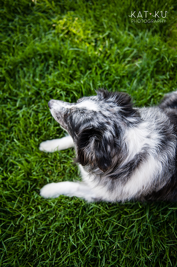 kat-ku-sara-australian-shepherd_15