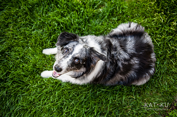kat-ku-sara-australian-shepherd_16