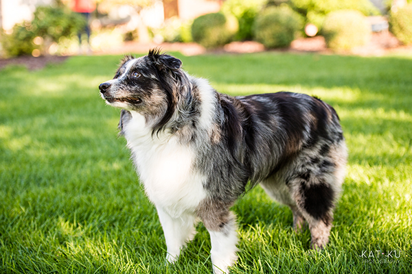 kat-ku-sara-australian-shepherd_19