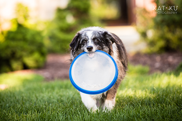 kat-ku-sara-australian-shepherd_20