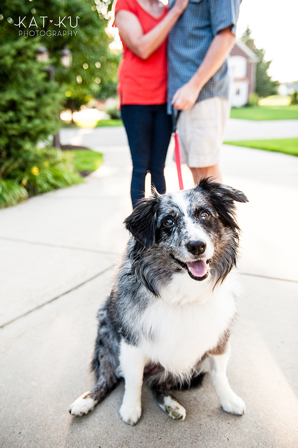 kat-ku-sara-australian-shepherd_24