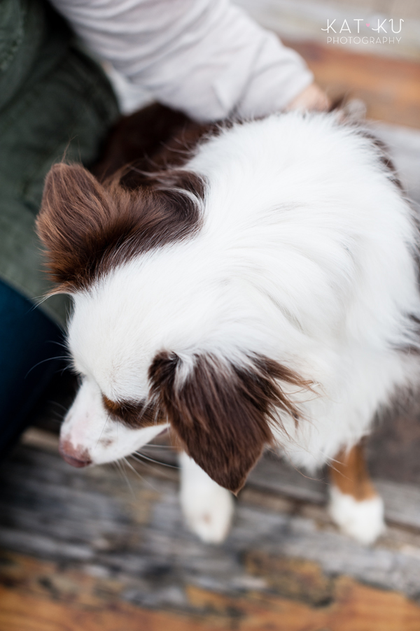 kat-ku-photography-dakota-australian-shepherd_04