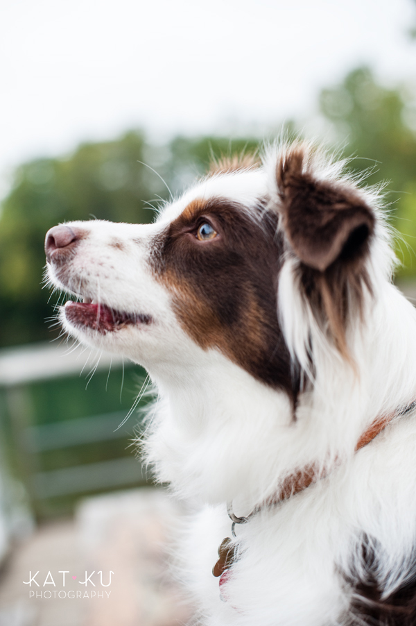 kat-ku-photography-dakota-australian-shepherd_05