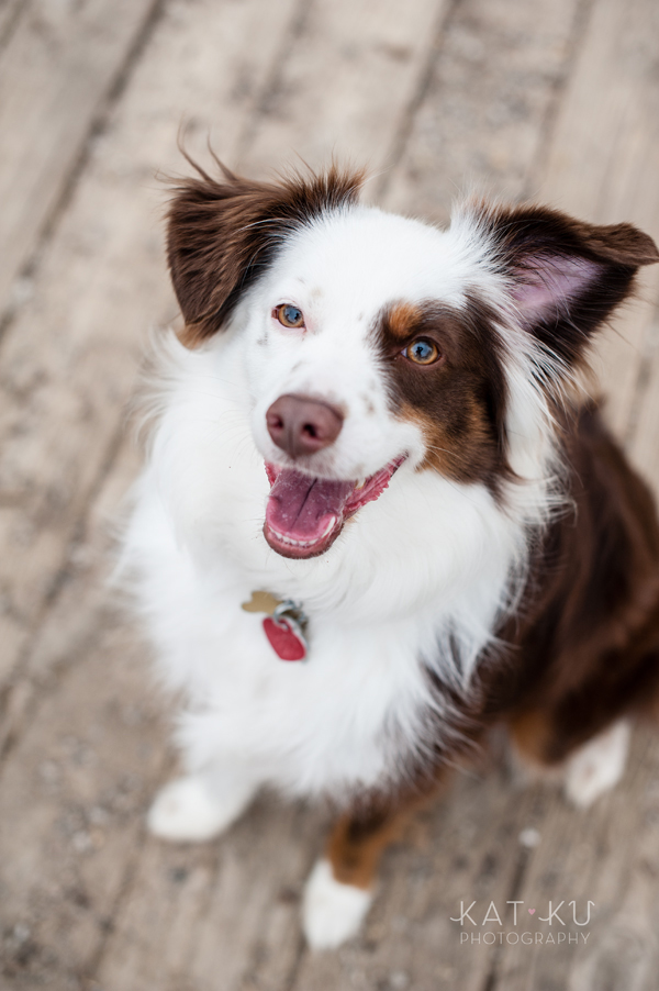 kat-ku-photography-dakota-australian-shepherd_06