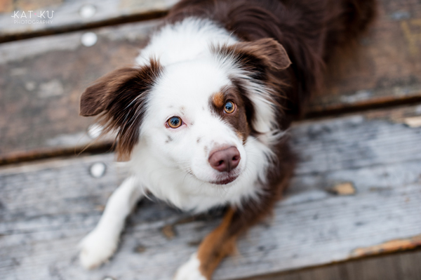 kat-ku-photography-dakota-australian-shepherd_08