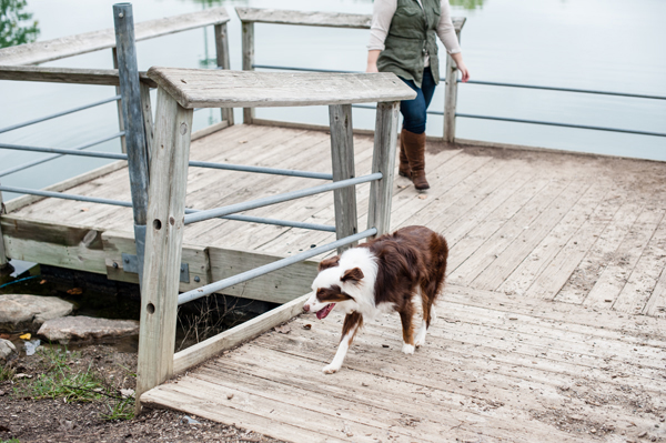 kat-ku-photography-dakota-australian-shepherd_09