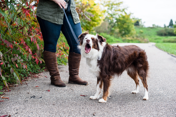 kat-ku-photography-dakota-australian-shepherd_12