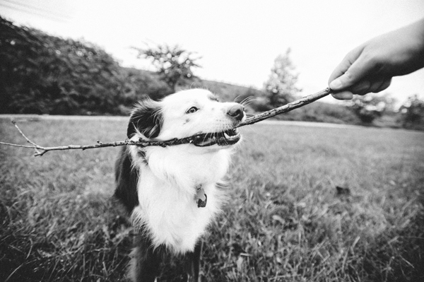 kat-ku-photography-dakota-australian-shepherd_13