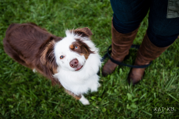kat-ku-photography-dakota-australian-shepherd_14